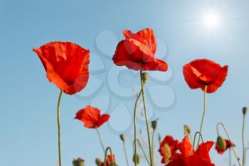 Beautiful red poppies with sun and blue sky background