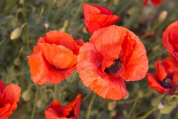 Field of beautiful red poppies with green grass