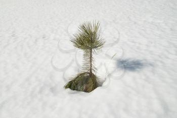 Green young fir tree in the snow.