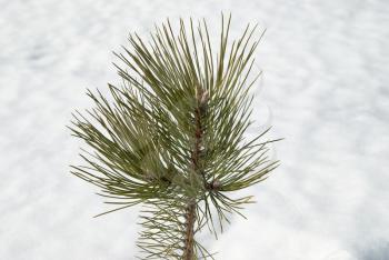 Green young fir tree in the snow.