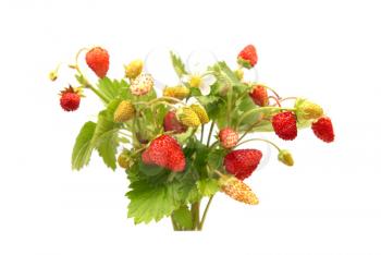Wild strawberries isolated on the white background