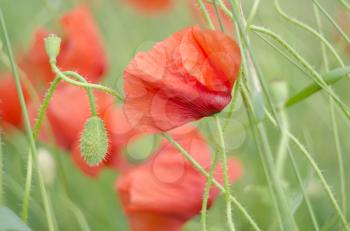 Red poppy in the field. Light crimson flower on a green background.