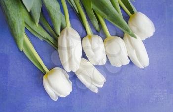 Beautiful blossoming tulip flower. Floral design. Spring background with beautiful fresh flowers.