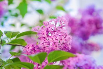 Purple lilac bush blooming. The beautiful fresh lilac violet flowers. Close up of lilac blossoms. Spring flowers.