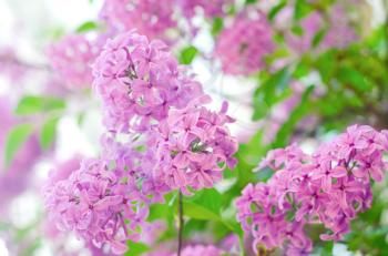 Purple lilac bush blooming. The beautiful fresh lilac violet flowers. Close up of lilac blossoms. Spring flowers.