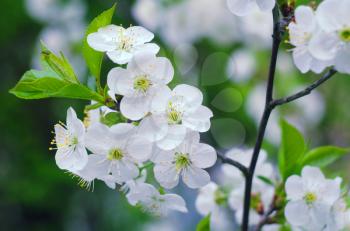 Close up of white blossoming cherry tree branch. Spring cherry flowers. Background with blooming flowers in spring day.