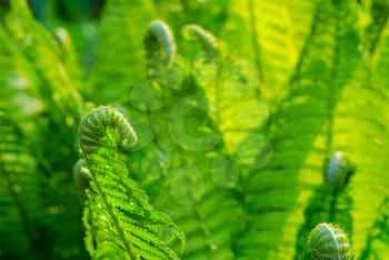 Fern. Young green shoots of ferns. Plants in nature. Spring season. New life. Beautyful ferns leaves. Green foliage. Natural floral fern background.
