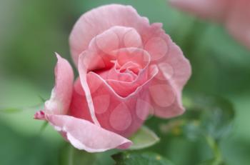 Beautiful single pink rose on a green background.