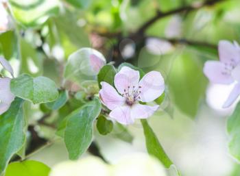 Spring beautiful blossoming branches. Springtime background. Close up. Spring branch of a tree, with blossoming pink flowers. Springtime flowering.