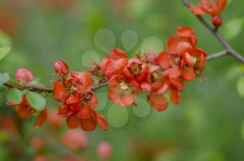 Japanese quince in bloom background. Red flower blossom in the park at spring.