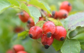 Close-up of dog-rose berries. Dog rose fruits Rosa canina. Wild rosehips in nature.