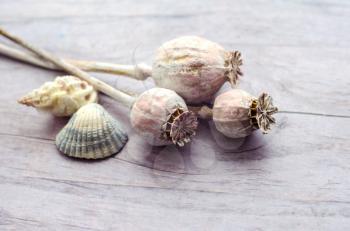 Dry poppy heads - photo on a wooden background in pastel hazy colors.