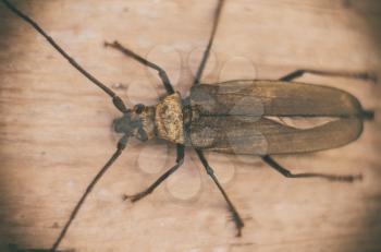 Vintage closeup of black big bug on wooden background for decoration design. Natural wooden brown board texture.