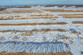 The felled trees lie under the open sky. Deforestation in Russia. Destruction of forests in Siberia. Harvesting of wood.