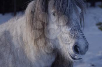 Yakut horses in the winter in the snow. The breed of Yakut horses.