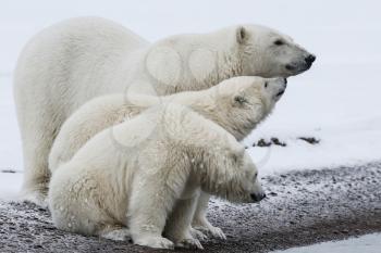 Polar bear, northern arctic predator. Polar bear in natural habitat.