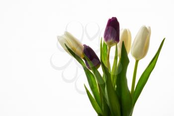 Bouquet of five fresh tulips on white background. Flower frame. Flower background. Flower bouquet. Greeting card. Mothers day. Place for text. Copy space