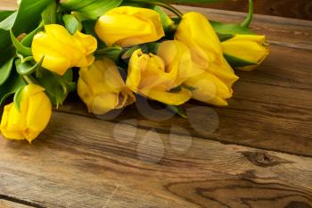 Yellow tulips birthday background. Spring flowers. Flowers postcard. Flowers greeting . Birthday card. Tulips. Birthday background. 