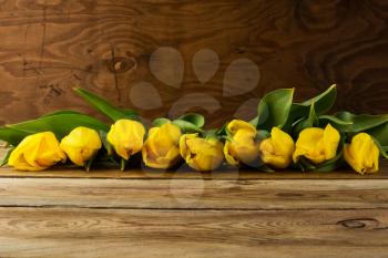 Yellow  tulips row on wooden background, copy space. Spring flowers. Flowers greeting.  Flowers postcard