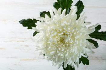 Fresh spring summer white chrysanthemum beautiful flowers on white painted wooden planks. Mother's day greetings. Birthday congratulations. Selective focus. Сopy space for greeting message. Postcard