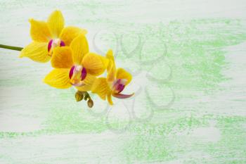 Yellow phalaenopsis orchids branch. Flower frame. Flower background. Flower bouquet. Greeting card. Mothers day. Place for text. Copy space. Orchids