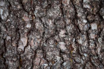 Pine bark texture. Pine bark background. Pine bark texture. Tree bark background. Bark background. Bark texture. Tree bark texture