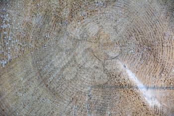 Wood tree lumber texture. Wood texture.  Wood texture background. Wood grain. Wooden background