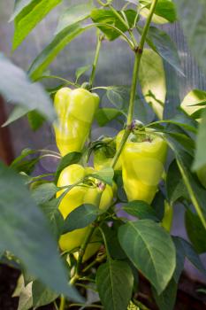 Bell pepper growing in garden. Cultivated fresh vegetables. Bell paper in vegetable garden.