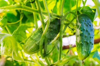 Cucumber growing in garden. Cultivated fresh vegetables. Cucumber in vegetable garden.