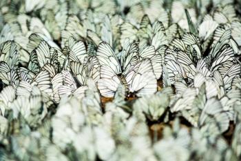 Rows of sitting white and black striped butterflies selective focus. Butterfly background. Butterfly pattern.