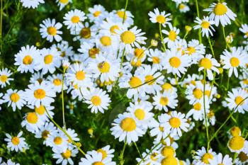 Summer field of blooming daisies. Beautiful landscape with daisies in the sunlight. White flowers in the summer meadow.