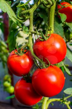 Tomatoes growing in garden. Cultivated fresh vegetables. Tomatoes in vegetable garden.