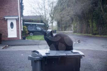 Black cat sitting and looking through the window. Cat eyes looking through the window. Superstitious concept with black cat. Black cat on the street with car in the background.