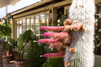 Thorny cactus, beautiful pink colored flowers. Extraordinary plant hanging on the corner of the house together with other green leafy ornaments outside. 