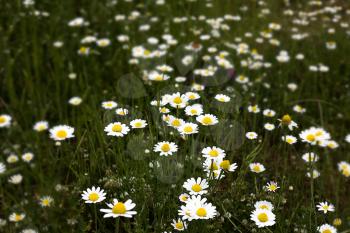 Cute and beautiful wildflowers in grassy land of place. Yellow and white flowers gives life in the area giving people relaxation and a scenic view to look at. 