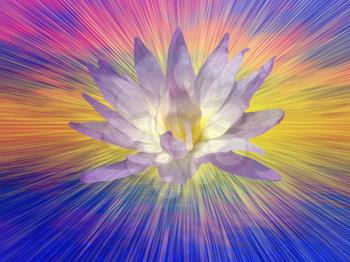 Lotus Flower on Vivid Background. Artwork for creative graphic design