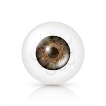 Photo Realistic Eyeball. Human Retina. Vector Illustration Of 3d Human Glossy Eye With Shadow And Reflection. Front View. Isolated On White Background.