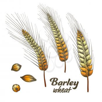 Designed Barley Wheat Spike And Seed Set Vector. Wheat And Oat Cereal Natural Ingredient Element Using In Baking And Alcohol Industry. Color Hand Drawn Collection Of Grain Illustration