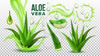 Pharmacy Succulent Aloe Vera Elements Set Vector. Realistic Medicinal Succulent Plant Leaves Cuttings And Juice Drops Elements Collection On Transparent Background. Realistic Illustration