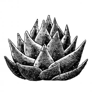 Succulent Leaves Agave Cactus Hand Drawn Vector. Agave Popular Ornamental Plant Growing In Hot Climate. Tequila Ingredient Designed In Retro Style Template Black And White Illustration