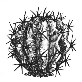 Ferocactus Echidne Barrel Cactus Vintage Vector. Sharp Spines Decorative Houseplant Round Cactus Concept. Family Cactaceae Plant Hand Drawn In Retro Style Mockup Monochrome Illustration