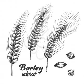 Designed Barley Wheat Spike And Seed Set Vector. Wheat And Oat Cereal Natural Ingredient Element Using In Baking And Alcohol Industry. Monochrome Hand Drawn Collection Of Grain Cartoon Illustration
