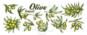 Color Assortment Different Olive Branch Set Ink Vector. Collection Natural Olive Branch With Leaves And Berries Concept. Designed Farming Agricultural Tree Template Illustrations