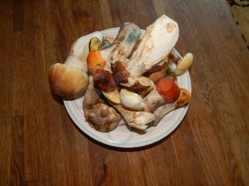 Collection and preparation of autumn edible mushrooms