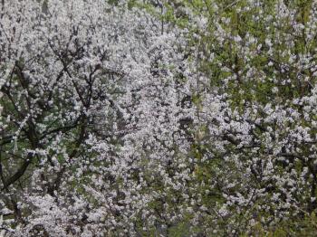 Spring trees bloom after rain