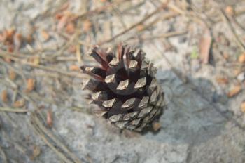 Cones of conifers and acorns in the forest