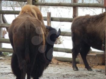 American bison in the aviary on a farm in winter