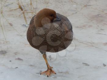 Birds in the aviary close-up