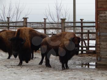 American bison in the aviary on a farm in winter