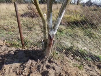 Planting young tree seedlings in autumn in the garden